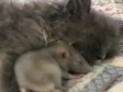 Video: Miš se sklupčao i zaspao uz mačka 