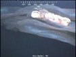 Video: Otkriveno misteriozno morsko biće u dubinama oceana! 
