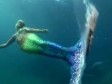 Video: ˝Prava˝ sirena