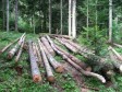 Vlasnici privatnih šuma u FBiH nezainteresirani za udruživanje