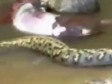 Video: Anakonda povraća kravu!