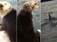 Video: Pogledajte dirljivu snimku majke vidre koja pokušava spasiti mladunče