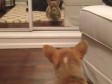 Video: Šta se dogodi kada štene prvi put ugleda svoj odraz u ogledalu? 
