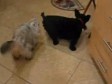 Video: Mačka naučila krasti kako bi dala psu