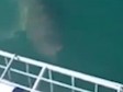 Video: Jedva izvukao živu glavu