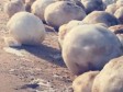 Video: Prirodni fenomen kojise dešava jednom u 10 godina