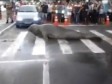 Video: Grdosija od pola tone zaustavila promet