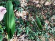 Video: Misteriozna biljka koja samostalno pleše