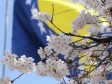 Kriza identiteta među Bosancima u Americi