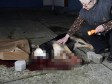 Stavio psu petardu u usta i aktivirao je