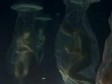 Video: Ufolozi se okupili da iznesu šokantne dokaze