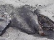 Video: More na plažu izbacilo jezivu strvinu
