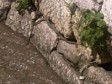 Kolonija zmija otrovnica usred Sarajeva