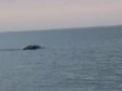 Video: Snimljeno ˝irsko čudovište iz Loch Nessa˝