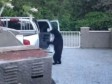 Video: Medvjed koji je mnoge nasmijao